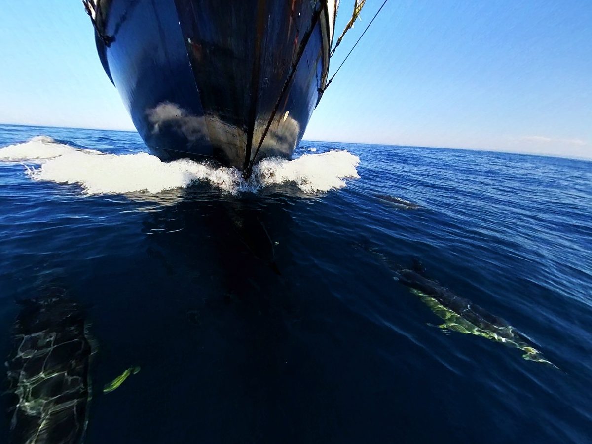 Dolphins at the bow: TS Maybe, Bay of Biscay, October 2025